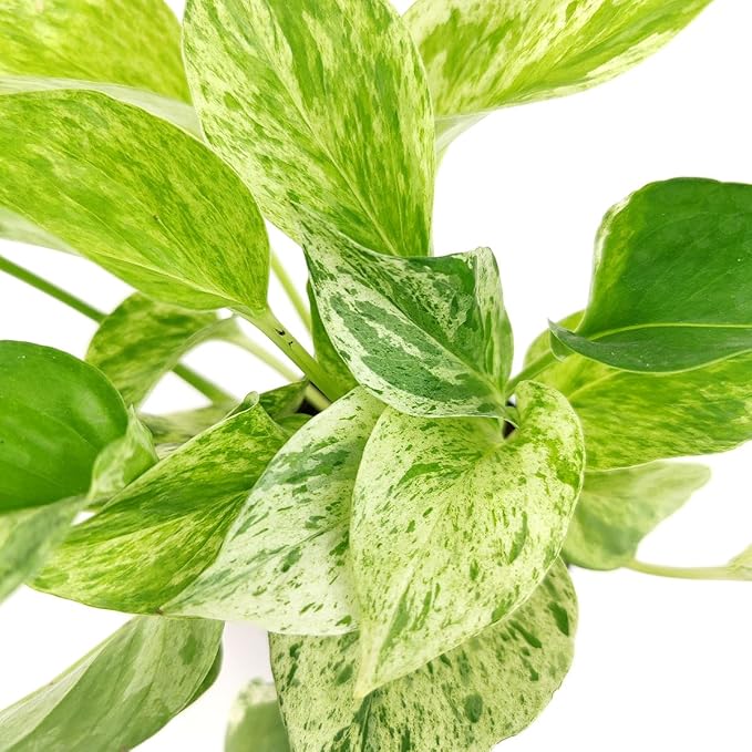 Pothos 'Marble Queen' (6 inch) - Air-Purifying Houseplants - 4/6 inch Unique Live Decorative Houseplants - Low-Maintenance Indoor Plants, House Warming Gift, Natural Air Purifier
