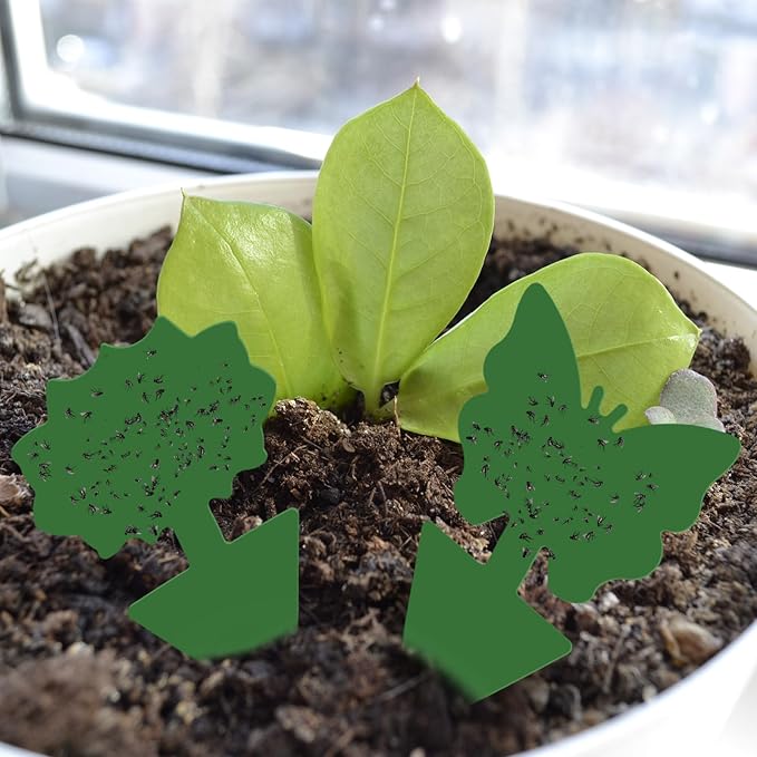 Qualirey 50 Sheets Fruit Fly Sticky Traps for Fruit Fly Gnat Trap for House Indoors Sticky Traps Catcher for Gnats Fungus Gnats Mosquito Catcher for Kitchen Outdoor Plants(Green)