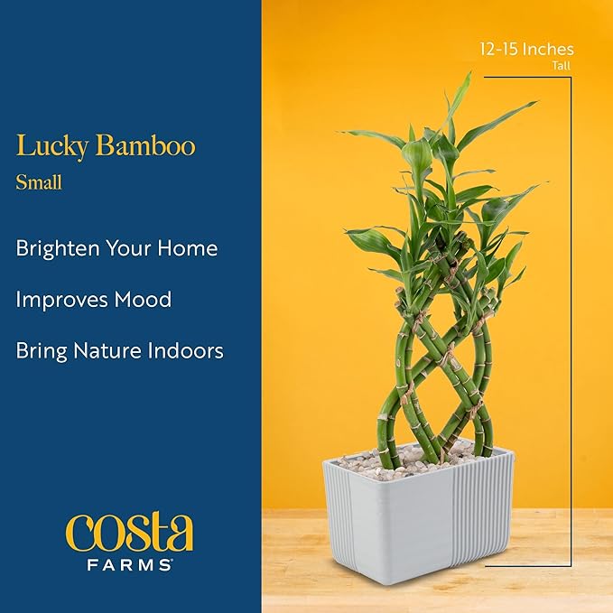 Costa Farms Lucky Bamboo Live Plant in Decorative Pot, Easy to Maintain Indoor Houseplant, Perfect for Home, Room, or Office Decor, Great House Warming or Birthday Gift, 12-15 Inches Tall