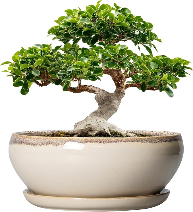 SQOWL Bonsai Pots 12 Inch - Large Ceramic Succulent Planters, Shallow Planter with Drainage Hole and Saucer, Round Bowl Planter for Indoor Outdoor Plants, Home Decor, Plant Lover Gifts, Beige