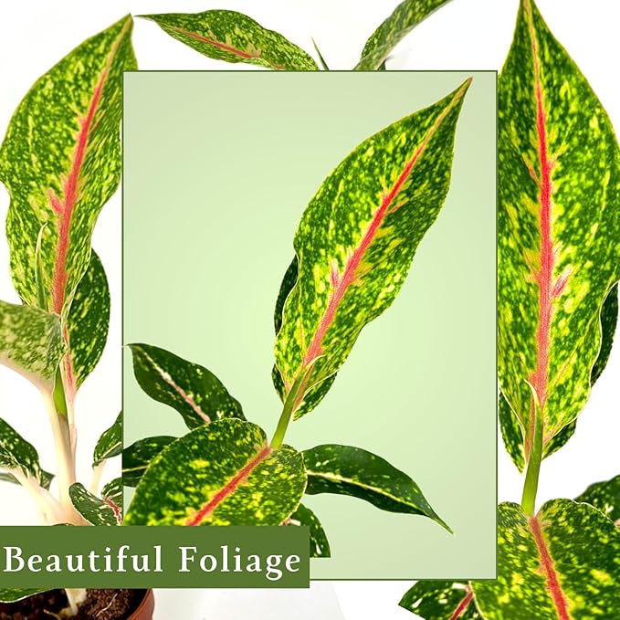 Aglaonema Night Sparkle Live Plant in 2" Pot Plants - Aglaonema Live Plant - Easy to Grow Air Purifying Indoor House Plants Flowers for Home Office Wedding Decor & Birthday Gift(Heat Pack Included)