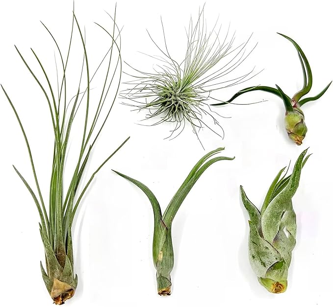 Air Plants - Tillandsia Variety Pack, Regular 1-3" - 5ct - Live Arrival Guaranteed - House Plants for Home Decor & Gift