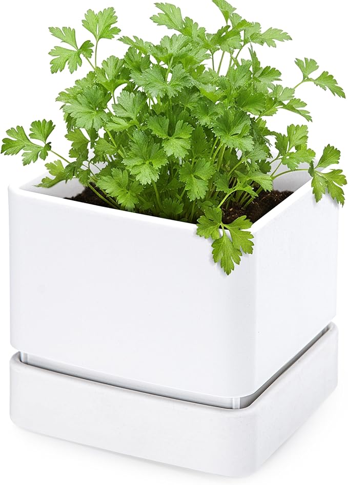 D'vine Dev 6 Inch Herb Planter Pot, Plastic Planter with Drainage Holes and Saucer, Modern Decorative Gardening Pot for Indoor Plants, Flowers, Herbs, Succulents, White, Set of 1, 76-Y-A1-2