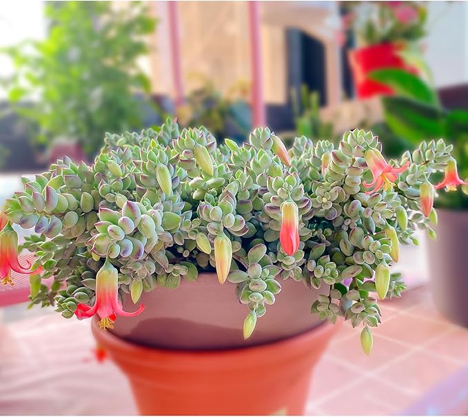 Sprout N Green Cotyledon Pendens, Live Succulent Fully Rooted in 4" Pot with Soil, Trailing Plant for Home Office Wedding Indoor Outdoor Hanging Decor DIY Project Party Favor, Keep Away from Pets