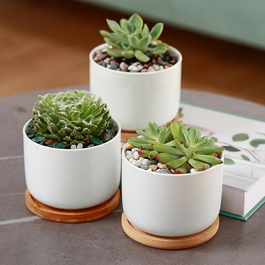 11 lbs Succulent and Cactus Bonsai Pebbles, 6-9mm Decorative Landscaping Stones Natural Garden Gravel Rocks for Indoor Outdoor Plants Aquariums DIY, and Gardening Top Dressing, Green Zeolite