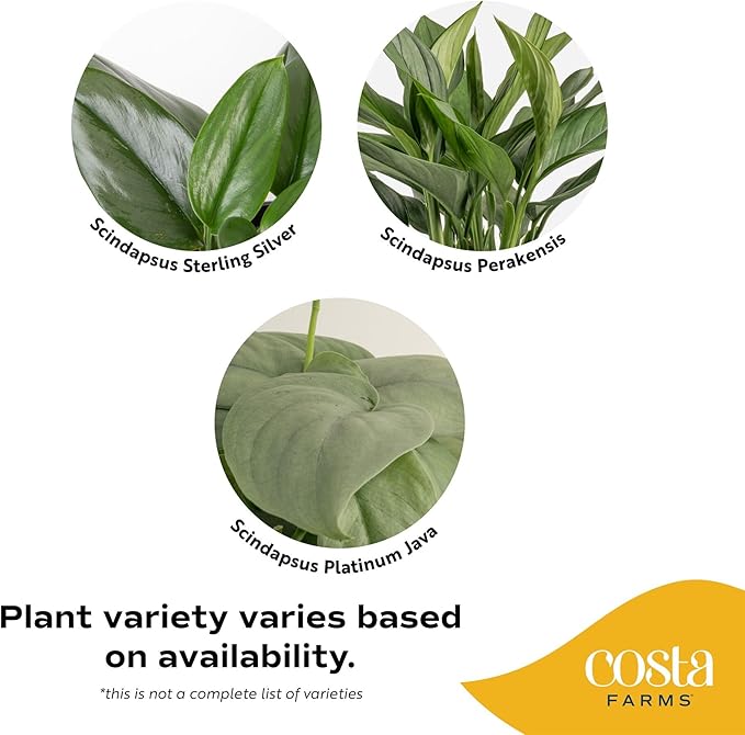 Costa Farms Scindapsus Live Plant in Self Watering Pot, Assorted Variety, Easy Care, Air Purifying Vining Indoor Houseplant, Perfect for Home, Room, or Office Décor, 9-12 Inches Tall, Pack of 2