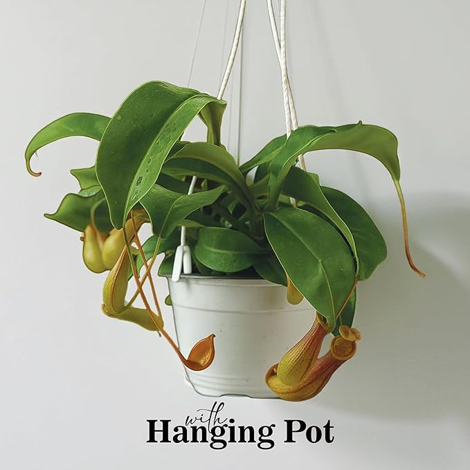 Pitcher Plant Live - Nepenthes Alata Carnivorous Plants Live - Exotic - Easy to Grow, Air Purifying, Indoor House Plants Flowers for Home, Office, Wedding Decor & Birthday Gift (Heat Pack Included)