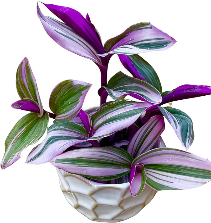 PLANTVERS Tradescantia Nanouk Lilac in a Nursery Pot | Pink Wandering Jew | Easy Care Hardy Indoor Houseplant | Low Light Air Purifier Plant | Office Plant (5 Plants in4 Nursery)