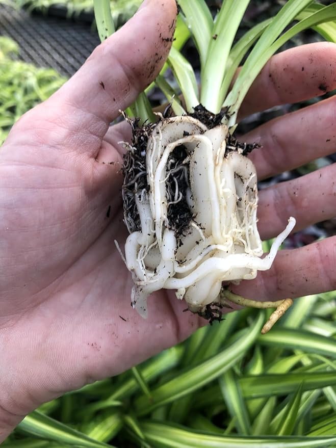 Hawaiian Spider Plants - 3 Live Starter Plants for Home & Office Decor - Air Purifying Rare Houseplants with White & Green Striped Foliage - Easy to Grow Indoor & Garden Plant