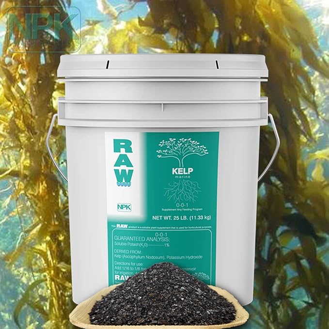 RAW Kelp – Premium Ocean-Derived Kelp Extract