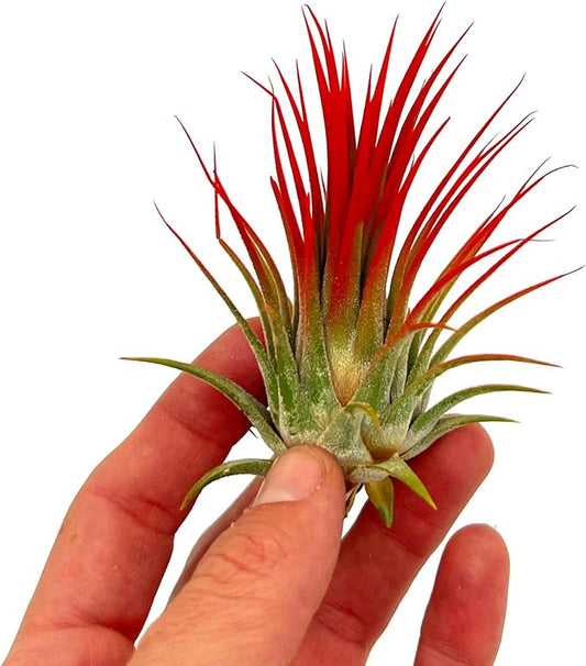 ragnaroc Air Plants - Tillandsia Ionantha, Regular 2-3" - 1ct - Organically Enhanced Color - Live Arrival Guaranteed - House Plants for Home Decor & Gift, Jule Red