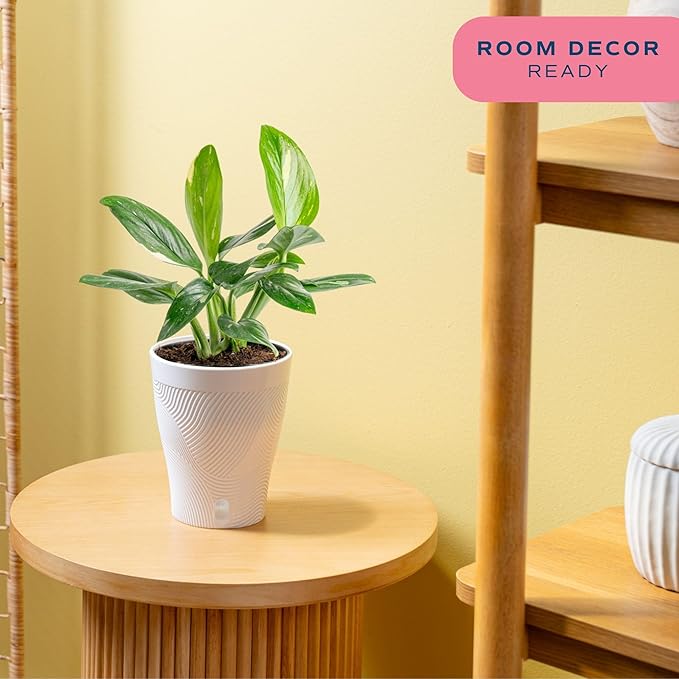 Costa Farms Monstera Cobra Live Plant, Rare Unique Live Indoor House Plant in 6-Inch Self-Watering Houseplant Pot, Potting Soil, Trending Tropicals Plants, Room and Home Decor