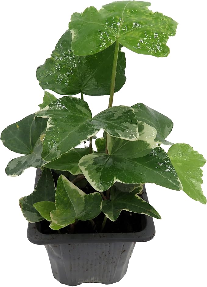 Glacier English Ivy - Hedera - 2.5" Pot Indoors