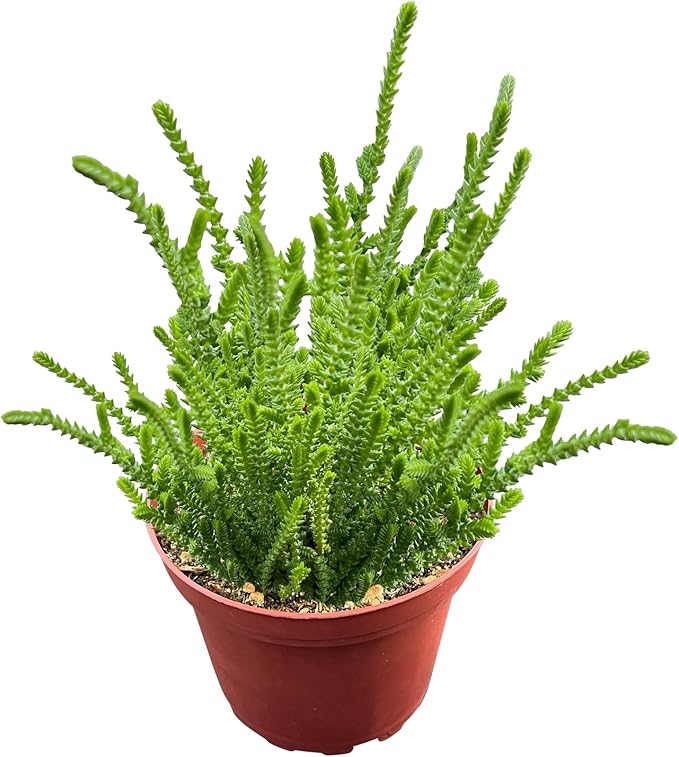 Sprout N Green Watch Chain, Live Crassula muscosa Succulent Plant Fully Rooted in 4" Pot, Home Office Indoor Outdoor Wedding Decoration DIY Projects Party Favor, Easy to Care, Keep Away from Pets