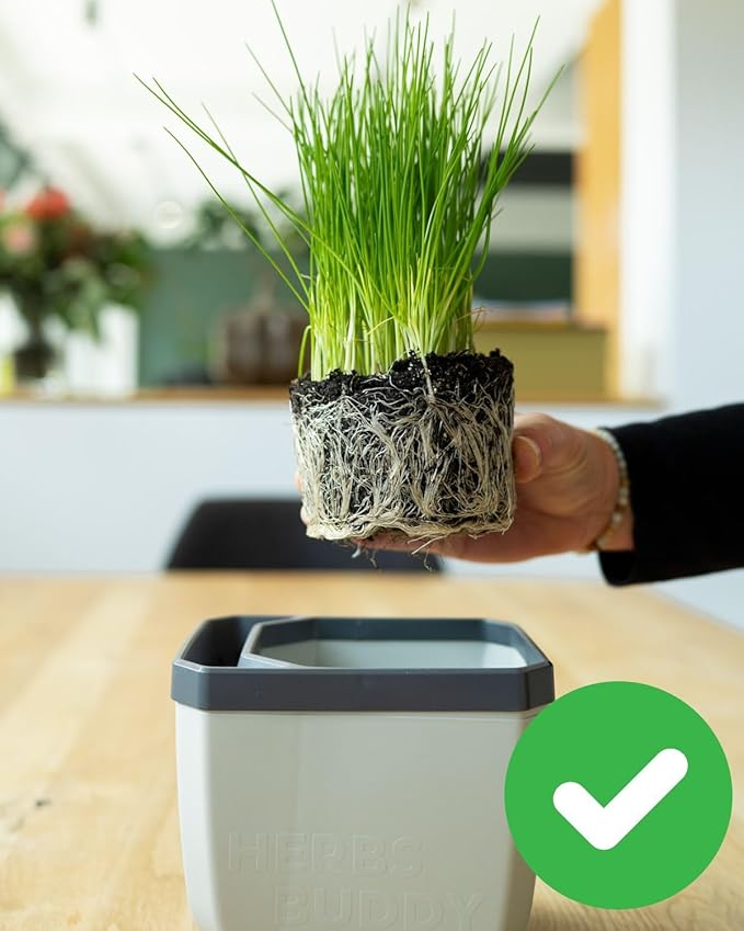 BUZZY Seeds Herb Buddy Self-Watering Herb Planter with Water Level Indicator – Indoor Kitchen & Windowsill Planter (Grey)
