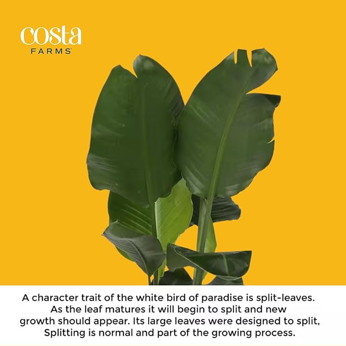 Costa Farms White Bird of Paradise (2-Pack) Live Indoor Plants, 16-24 Inches Tall in Grower Pots | Strelitzia nicolai, Easy Care Real Tropical Houseplants for Home or Office Decor