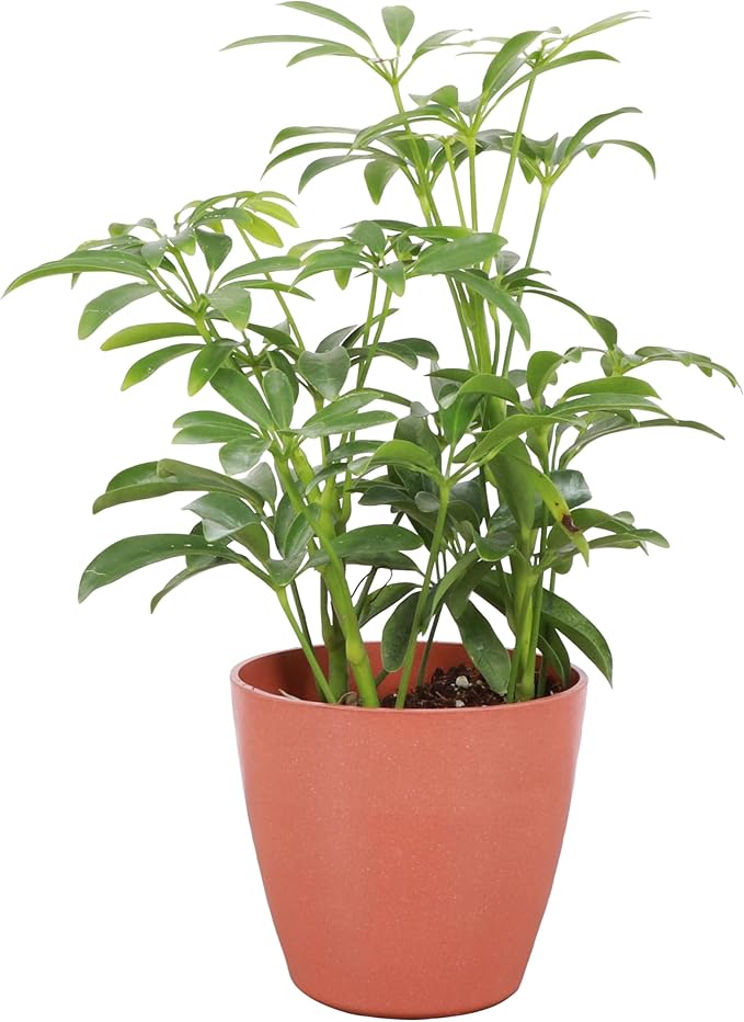 Thorsen's Greenhouse Live Arboricola Umbrella Tree Plant, Schefflera Arboricola, Natural Air Purifier, Easy to Grow, Live Indoor Houseplant, 4-inch Diameter (Terra Cotta)