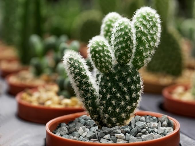 Boniosz 5lb Succulents and Cactus Green Zeolite, Décor & Additive Rocks, Natural Decorative Gravel for Bonsai, Fairy Gardening, DIY Projects, Vases Fillers, Terrarium