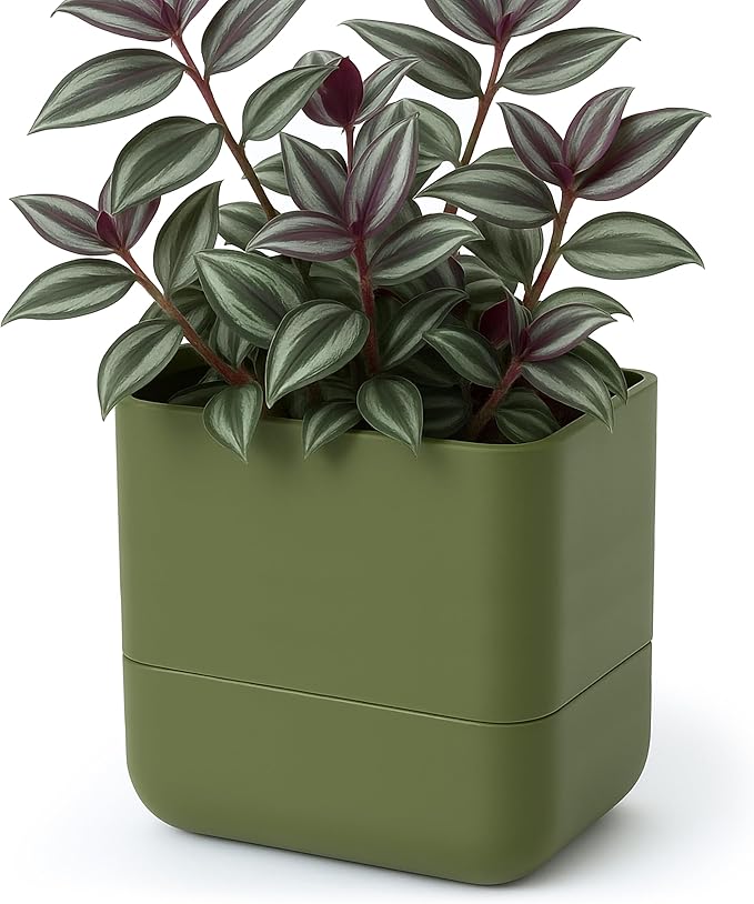 Phoenix Vine 6.5 Inch Wall Mounted Self-Watering Planter Pot for Indoor Houseplants and Herbs | Hanging Planter for Window Sills, Bathroom Walls, Home & Office Décor, Olive, Set of 1, 01-C-F-1