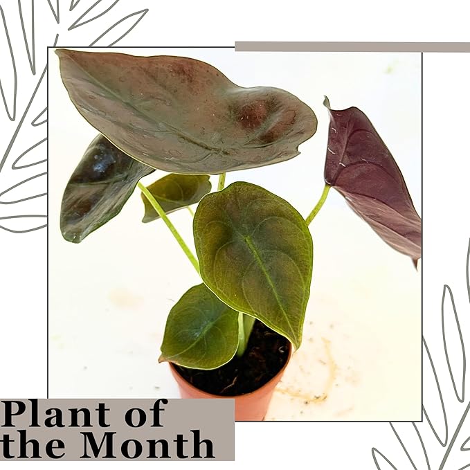 Alocasia Live Plant Starter Pack in 2" Pot - Variety Pack of 3 - Pet Safe Easy to Grow Air Purifying Indoor House Plants Flowers for Home Office Wedding Decor & Birthday Gift (Heat Pack Included)