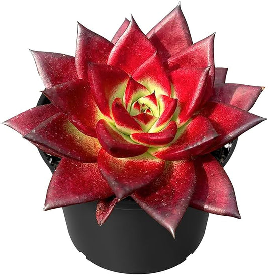 Sprout N Green Echeveria Red Knight, Mini Live Red Ebony Succulent Fully Rooted in 2" Pot, House Plant for Indoor Outdoor Home Office Wedding Decoration Party Favor DIY Projects, Pets Friendly