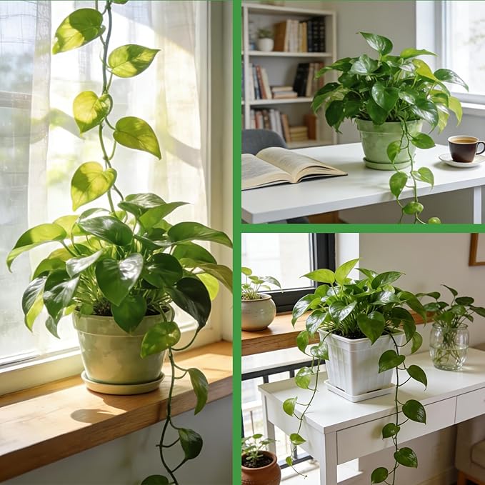 Pothos Potting Soil - Pure Natural Organic Soil 1qt, Well-Draining and Aerated for Healthy Indoor Plants