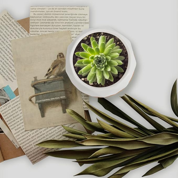 ZOUTOG Succulent Plant Pot 12 Pack, 2.5 inch Square Pattern Ceramic Planters with Bamboo Tray, Small Succulent Pots Indoor, White Office Desk Decor (Seeds＆ Plants Not Included)