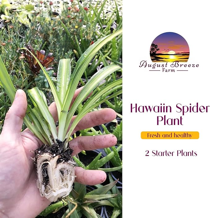 Hawaiian Spider Plants - 3 Live Starter Plants for Home & Office Decor - Air Purifying Rare Houseplants with White & Green Striped Foliage - Easy to Grow Indoor & Garden Plant
