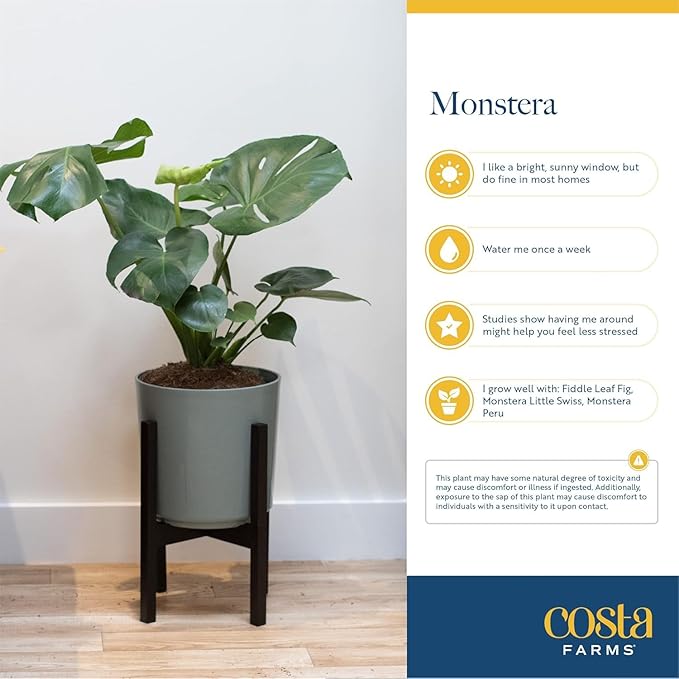 Costa Farms Monstera Cobra Live Plant, Rare Unique Live Indoor House Plant in 6-Inch Self-Watering Houseplant Pot, Potting Soil, Trending Tropicals Plants, Room and Home Decor