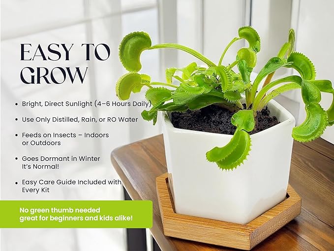 Venus Fly Trap Live Plant with White Ceramic Pot + Carnivorous Plant Soil and Live Venus Flytrap