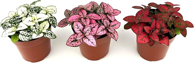 Hypoestes Splash Color Trio (Red, White, Pink Colors), Polka Dot Flamingo Plants, Live Potted House Plants Air Purifying, 3 Pack 2" Pots