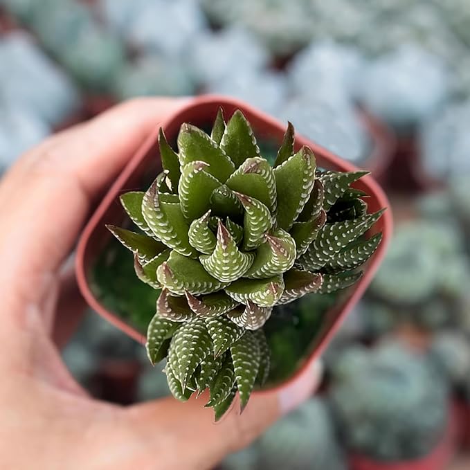 Sprout N Green Haworthia coarctata, Rare Live Succulent Plant Fully Rooted in 2inch Starter Pot, Home Office Indoor Outdoor Wedding Decoration DIY Projects Party Favor, Pets Friendly