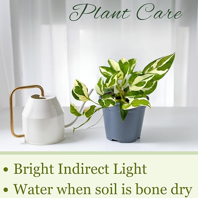 Live Pothos Plant Njoy - Easy to Care & Grow Vining Live Indoor Houseplant - Air Purifying Trailing Plant in Pot - Flowers for Home Office Room Decor & Gift (Heat Pack Included)