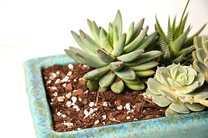 All Natural Succulent and Cactus Soil Mix by Perfect Plants | Made in the USA | 4 Quarts for All Succulent Varieties | Formulated for Proper Drainage