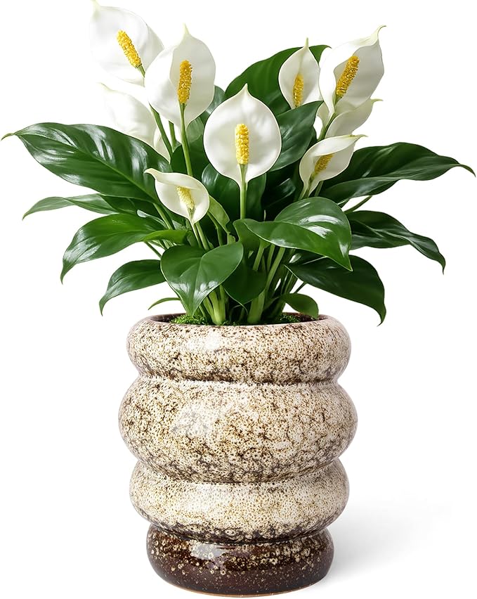 Ceramic 5 inch Plant Pot - Planter for Indoor Plants with Drainage Hole, Flower Pots for Orchid, Succulent,Outdoor Plants, Modern Glaze Planters for Home Office Decor Gift
