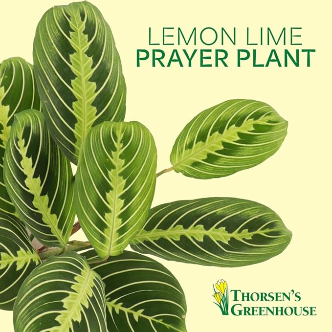 Thorsen's Greenhouse Lemon Lime Prayer Plant, Live Indoor Plant, Pet Friendly, Attractive Houseplant, Lemon Maranta, Natural Air Purifier, Easy to Grow, 4" Diameter Pot (Gold)