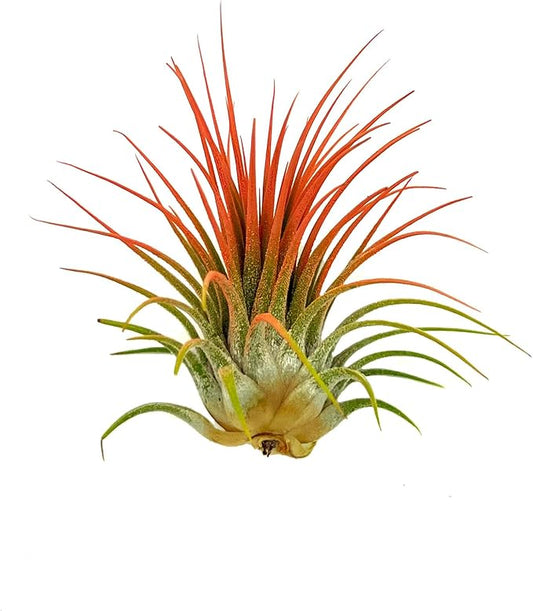 ragnaroc Air Plants - Tillandsia Ionantha, Regular 2-3" - 1ct - Organically Enhanced Color - Live Arrival Guaranteed - House Plants for Home Decor & Gift, Coral