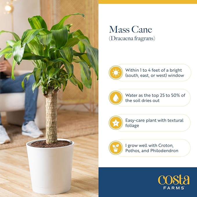 Costa Farms Dracaena Mass Cane Extra Large Live Indoor Plant, 4 to 5-Feet Tall, Potted in Grower's Pot