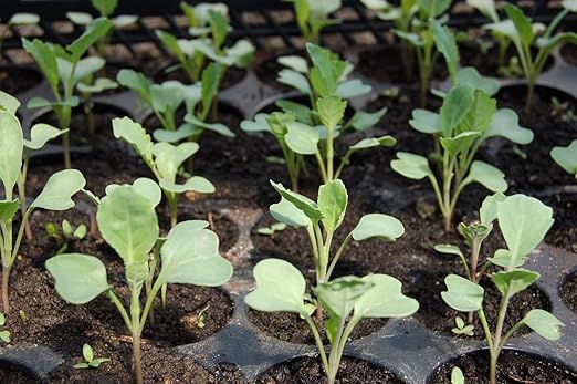 Organic Seedling Fertilizer 1 Gal, CDFA Organic Registered. Plant Care Fertilizer for Vegetable Gardens Like Tomato, Cucumber, Beans, Carrots and All Other Plants