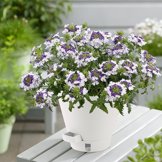 Pottiffe Self-Watering-Pots-for-Indoor-Plants, 8 Inch Flower Pots for Indoor Plants, 3 Pack Plastic Planters with Drainage Holes and Saucers