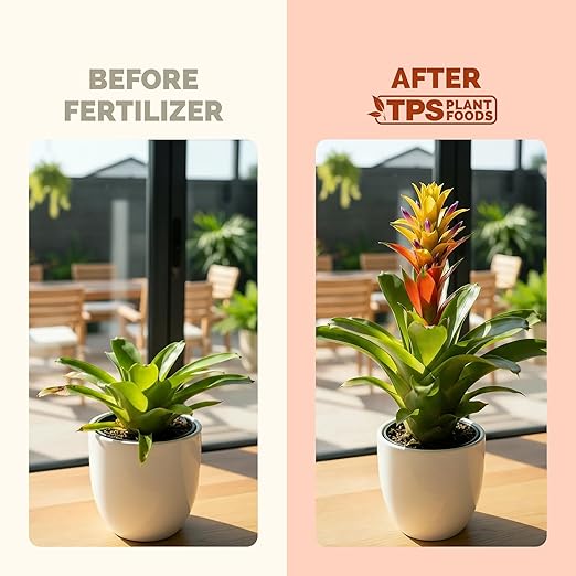 Bromeliad Fertilizer – Liquid Plant Food for Brighter Color, Stronger Roots & Healthy Tropical Growth, 32 oz