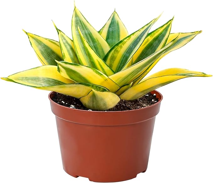 4" Live Snake Plants, Easy Care Houseplant for Home and Office Decor, Great Gift for Housewarming, Birthday, Thanksgiving
