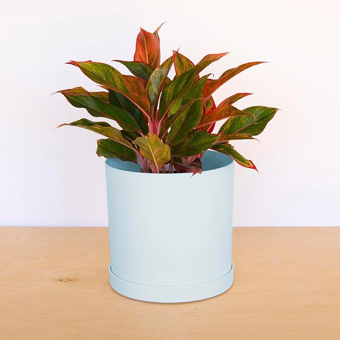 Bloem Mathers 10" Misty Blue Round Modern Resin Garden Planter Pot with Drainage Holes and Removable Saucer Tray Included