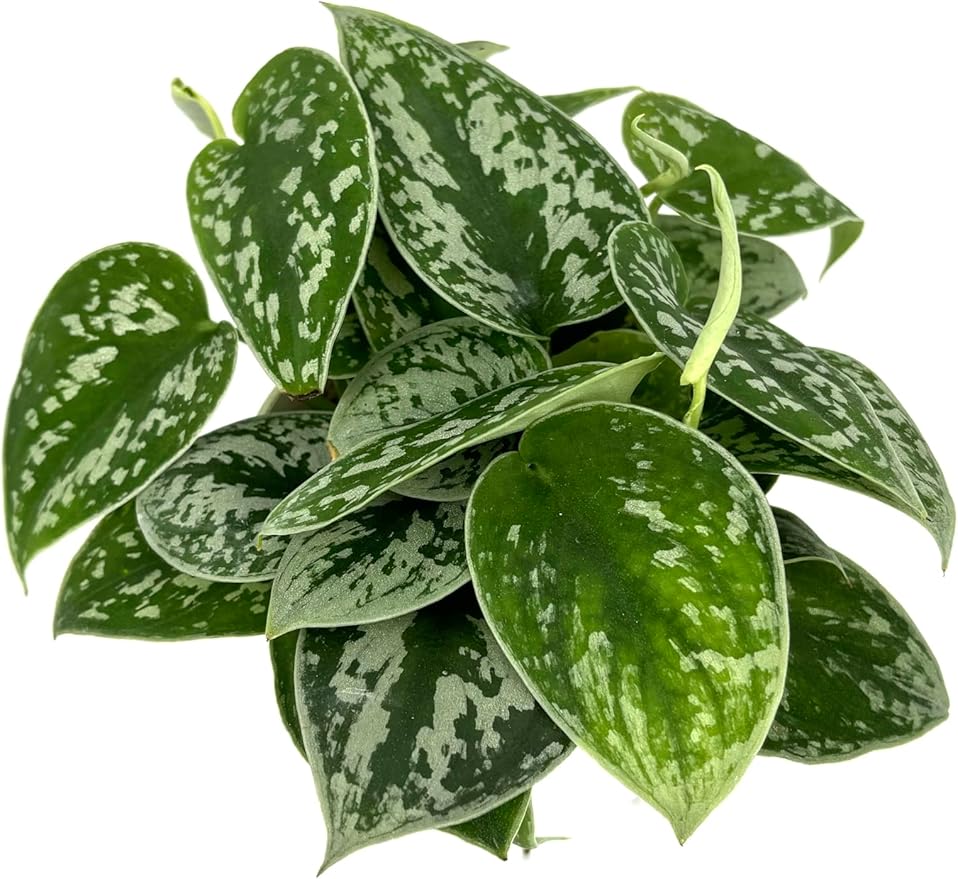 Pothos Silver Splash Air Purifying House Plant, 4" Pot