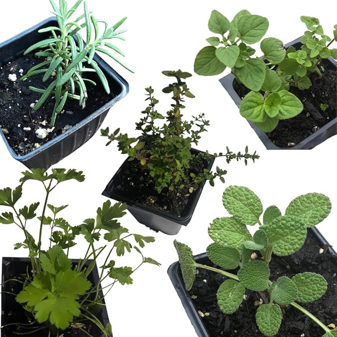 Smoke Camp Crafts Organic Herb Garden Starter Kit, 5 Live Culinary Herb Plants in 2.5" Pots