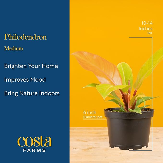 Costa Farms Philodendron Live Plant in Decorative Pot, Air Purifying Indoor Houseplant, Assorted Variety, Home, Room, or Office Decor, House Warming or Birthday Gift, 12-18 Inches Tall