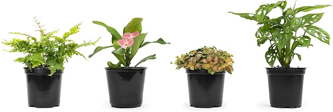 Essential Houseplant Collection (4PK) in 4.25" Grower Pots, Easy Air Purifying Plant Pack with Pothos, Syngonium, Philodendron, & More Popular Live Houseplants for Beginners by Plants for Pets