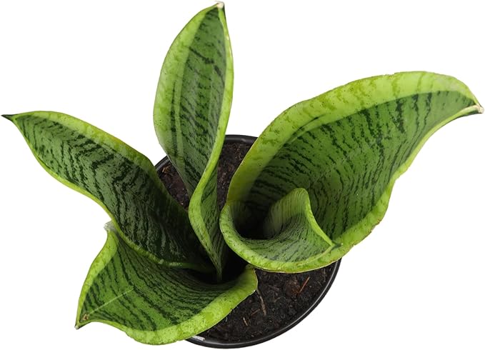 Altman Plants Sansevieria Laurentii Snake Plants (Approx. 10" Tall) in White Planter, Variegated Snake Plant Decor, Easy Plant Gift & Desk Plant, Live Snake Plant Live Indoor with Pot, Air Purifying