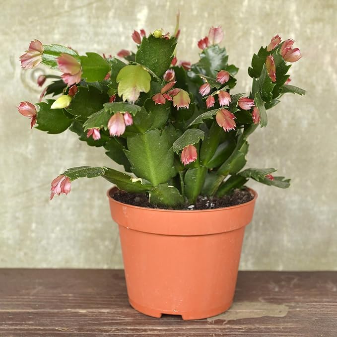 Doter Christmas Cactus Potting Soil Mix 2qt, Ideal for Succulents, Christmas Cacti, and Other Indoor Potted Plantings