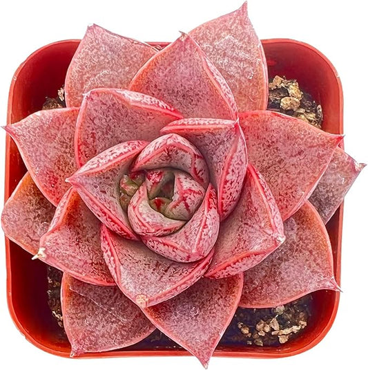Sprout N Green Echeveria Purpusorum, Rare Live Succulent Plant Fully Rooted in 2" Planter with Soil, Home Office Indoor Outdoor Wedding Decoration DIY Projects Party Favor, Easy to Care, Pet-Friendly
